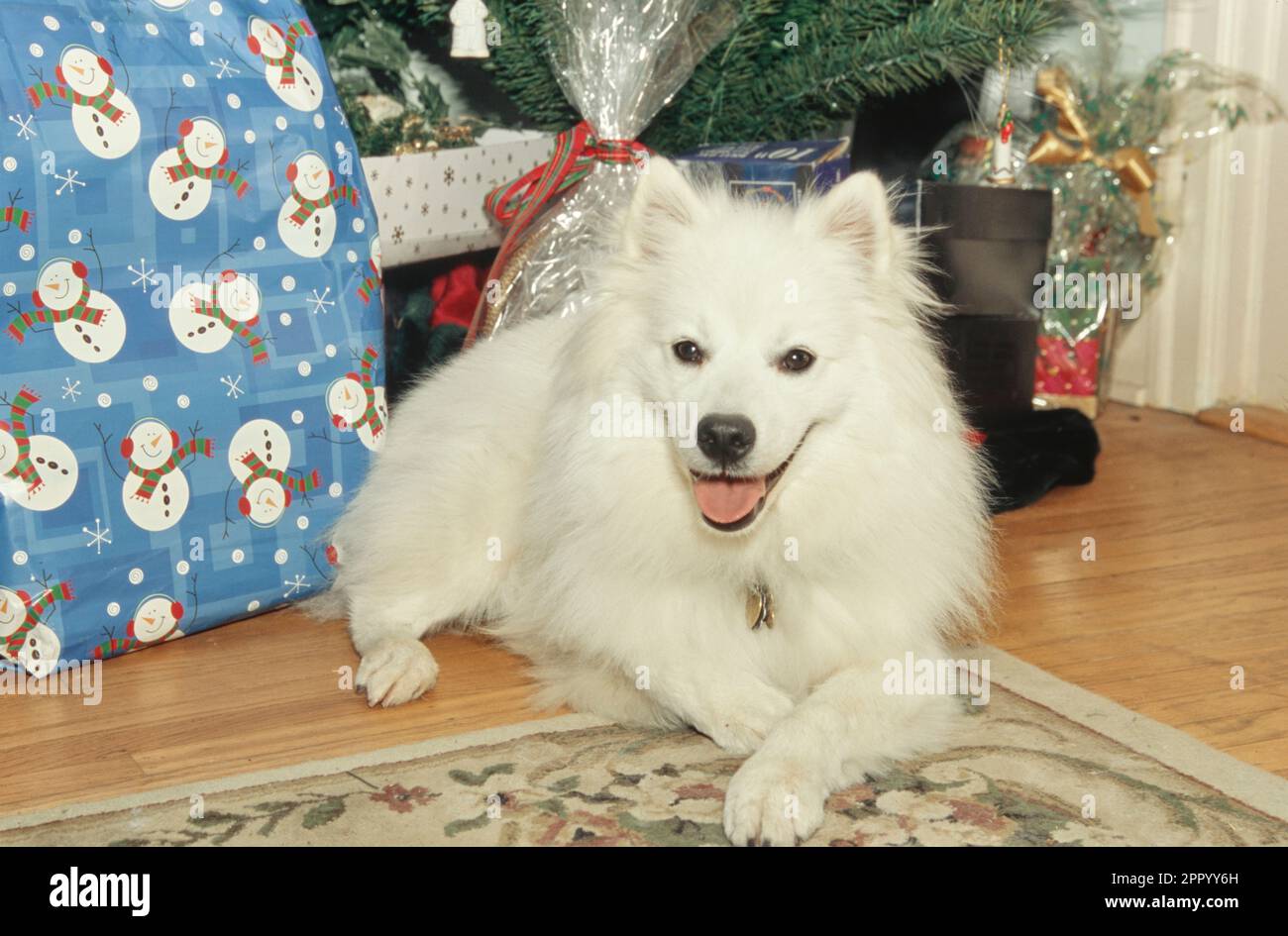 Chien esquimau américain posé à l'intérieur à côté des cadeaux de vacances sous l'arbre de Noël avec la bouche ouverte Banque D'Images