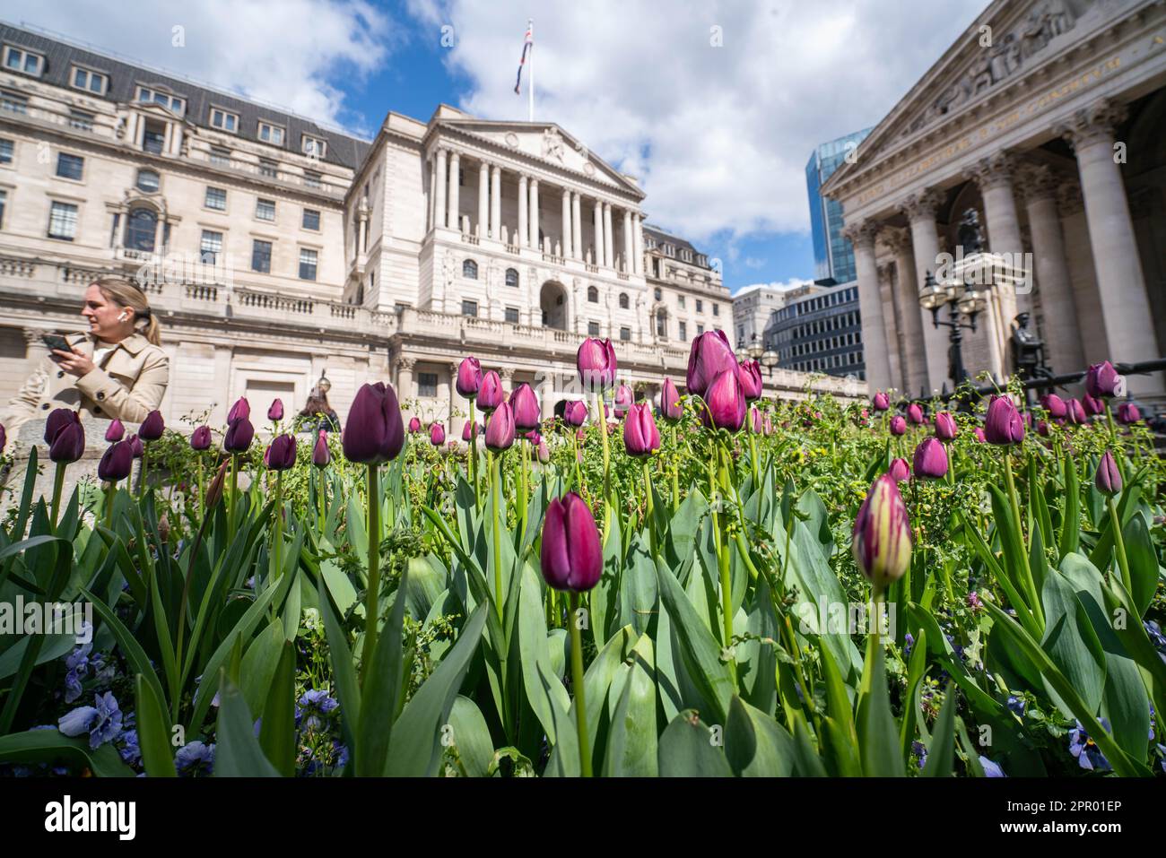 Londres, Royaume-Uni. 25 avril 2023. Tulipes fleuries sur un parterre de fleurs devant la Banque d'Angleterre. L'économiste en chef de la Banque d'Angleterre, Huw Pill, a déclaré que les ménages britanniques devraient accepter qu'ils soient plus pauvres, et que les travailleurs et les entreprises devraient cesser d'essayer de répercuter les coûts en augmentant les prix ou en exigeant de meilleurs salaires. Credit: amer ghazzal / Alamy Live News Banque D'Images