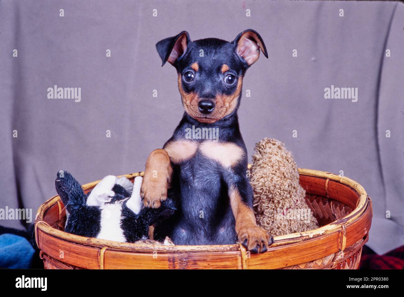 Peluche pinscher cheap