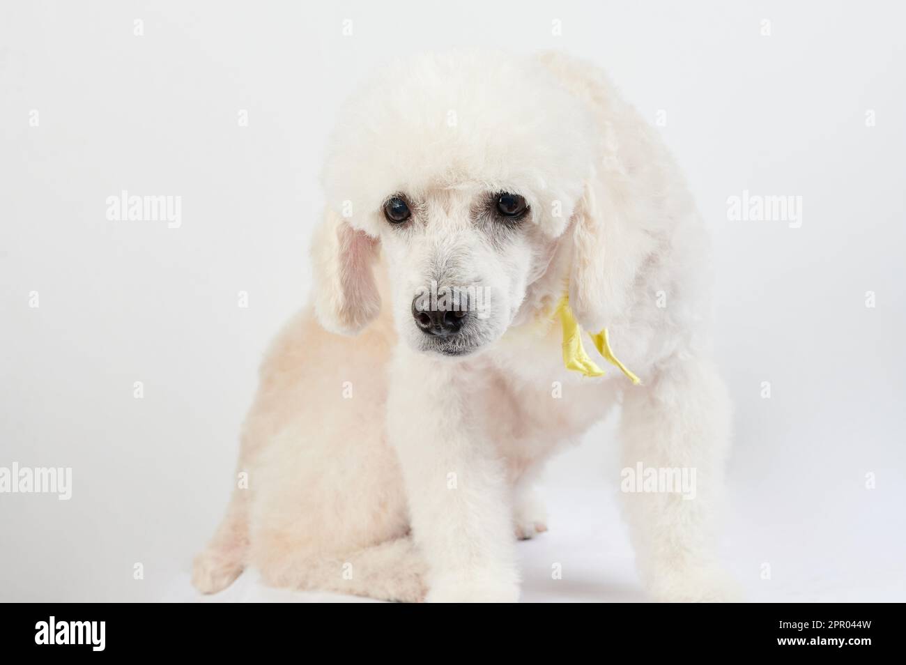 Asseyez-vous chien blanc caniche isolé sur fond de studio Banque D'Images