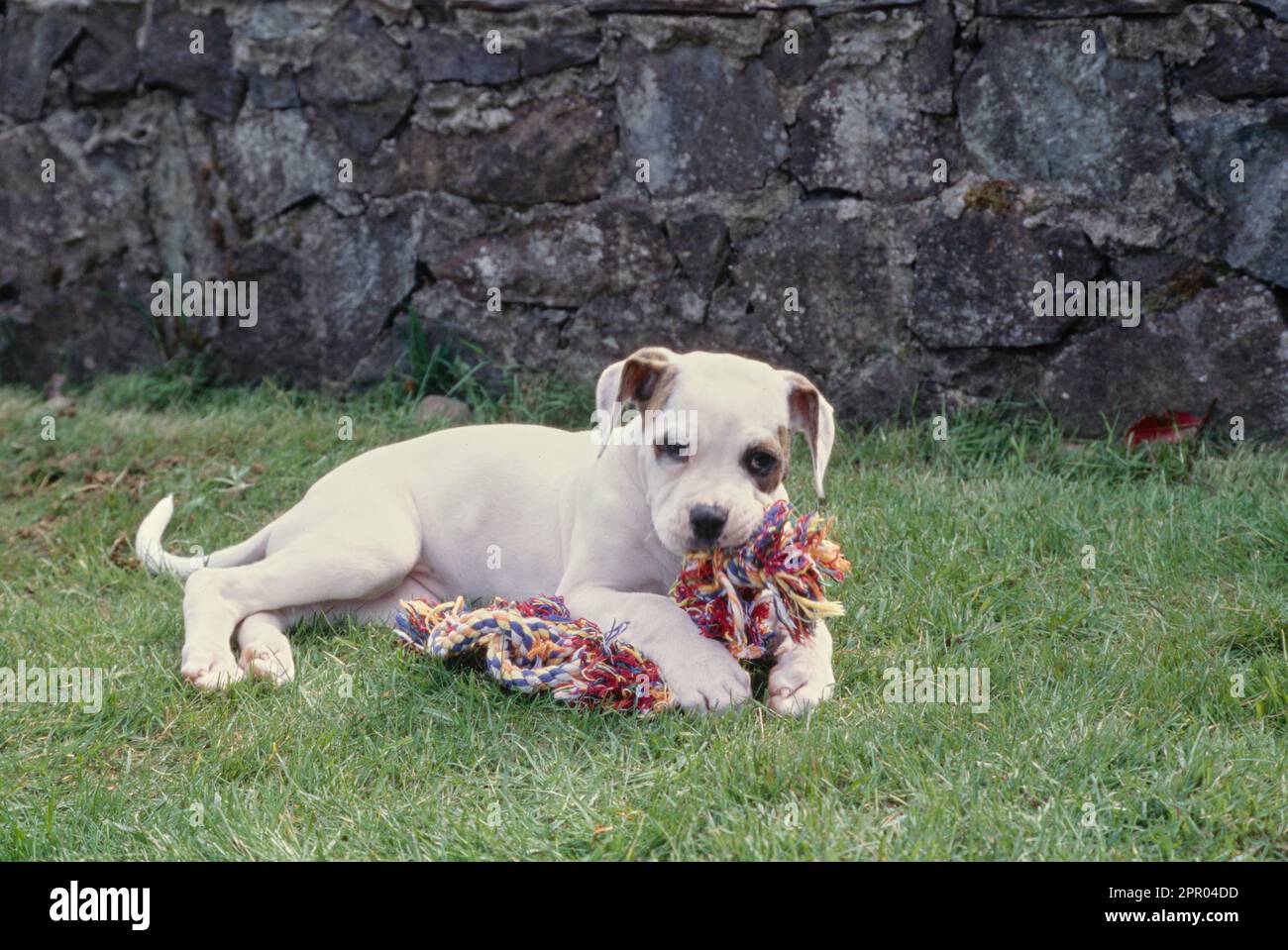 Chien Bulldog américain chiot dans l'herbe avec jouet Banque D'Images