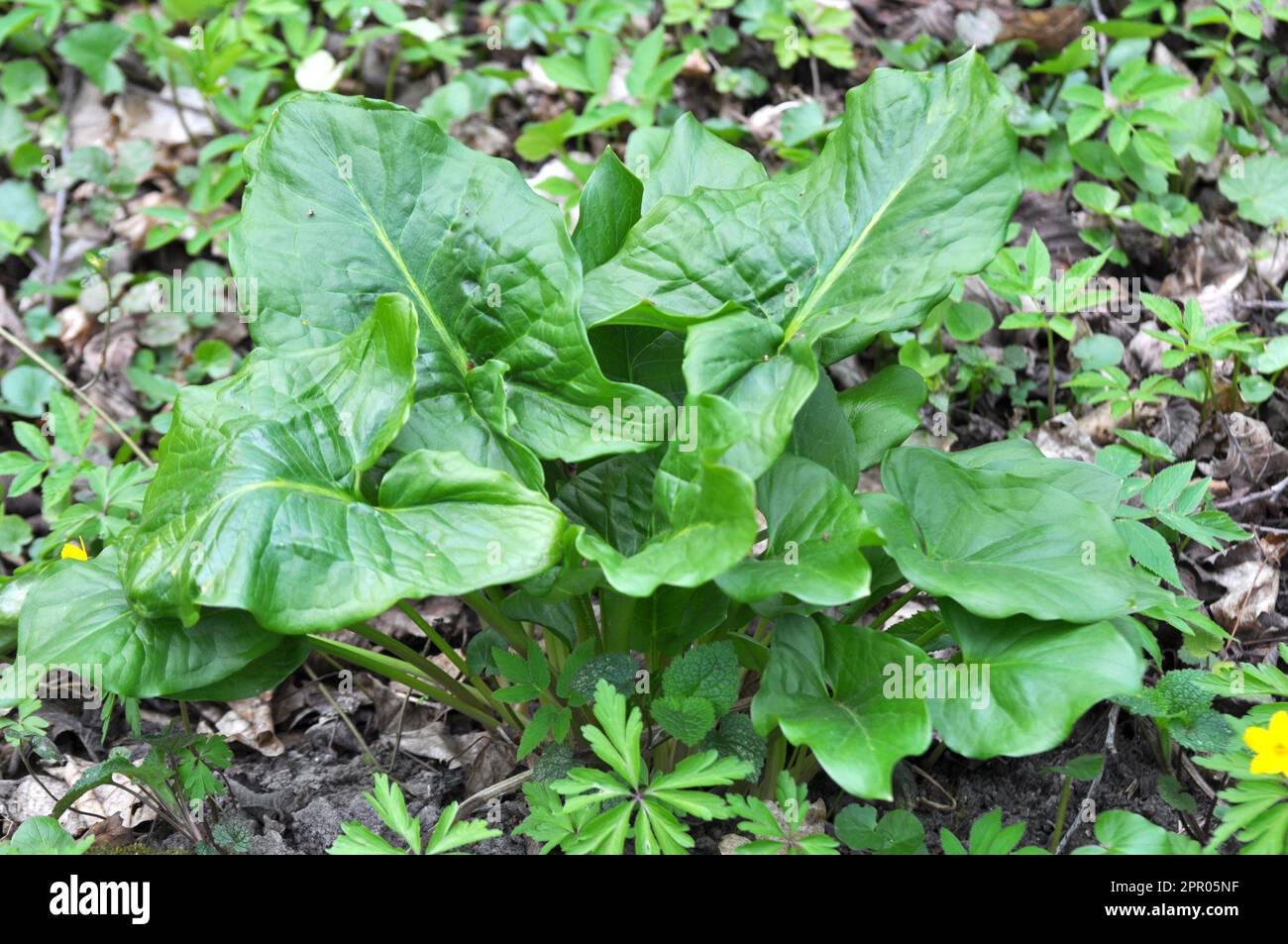 Arum (Arum besserianum) pousse dans la forêt au début du printemps. Banque D'Images