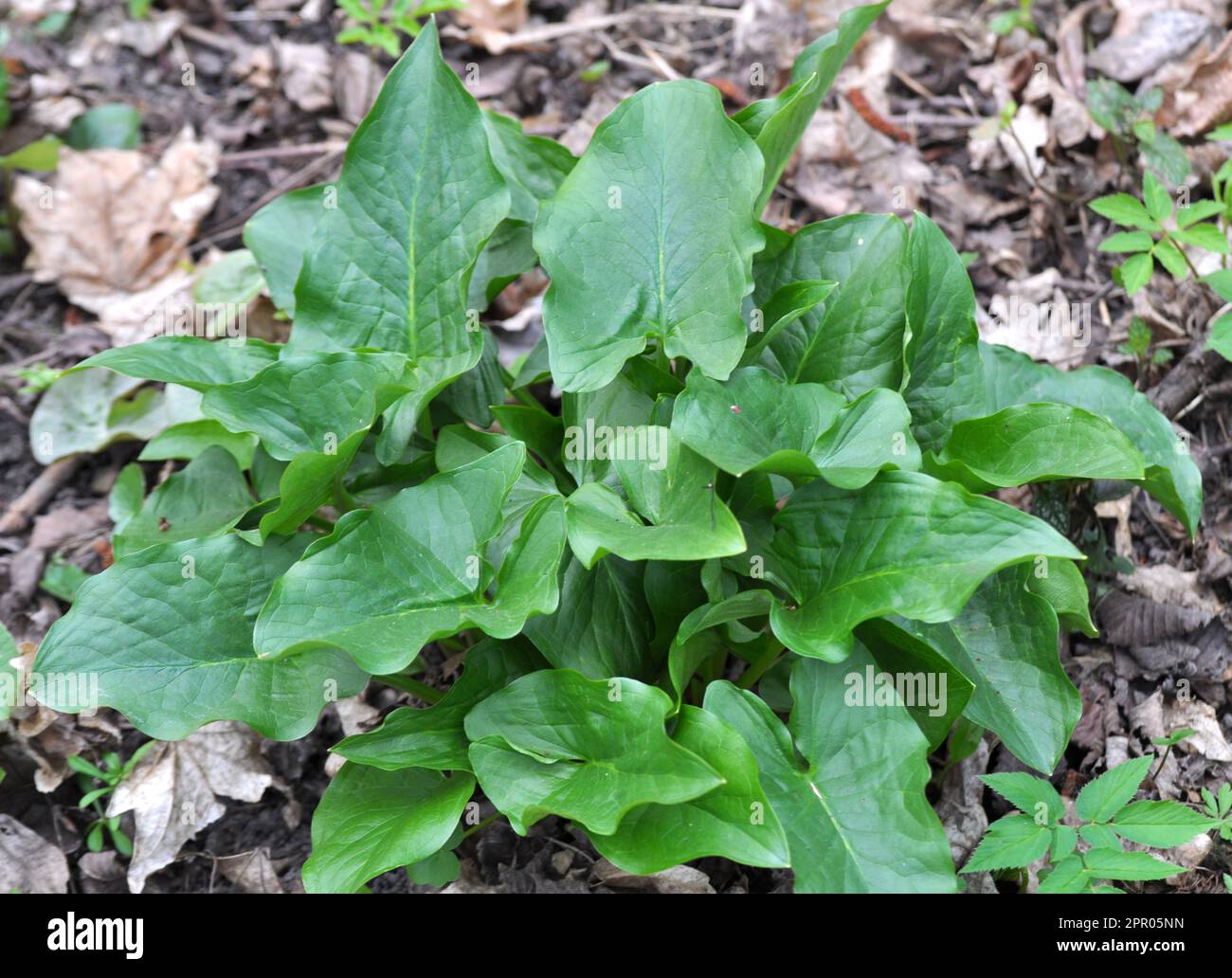 Arum (Arum besserianum) pousse dans la forêt au début du printemps. Banque D'Images