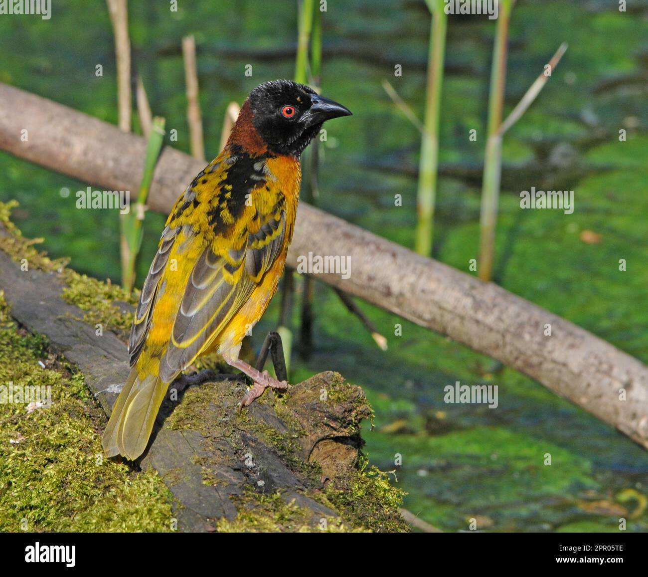 BIRD WEAVER, MARWELL WILDLIFE PARK, PRÈS DE WINCHESTER, HANTS. PIC MIKE WALKER 2023 Banque D'Images