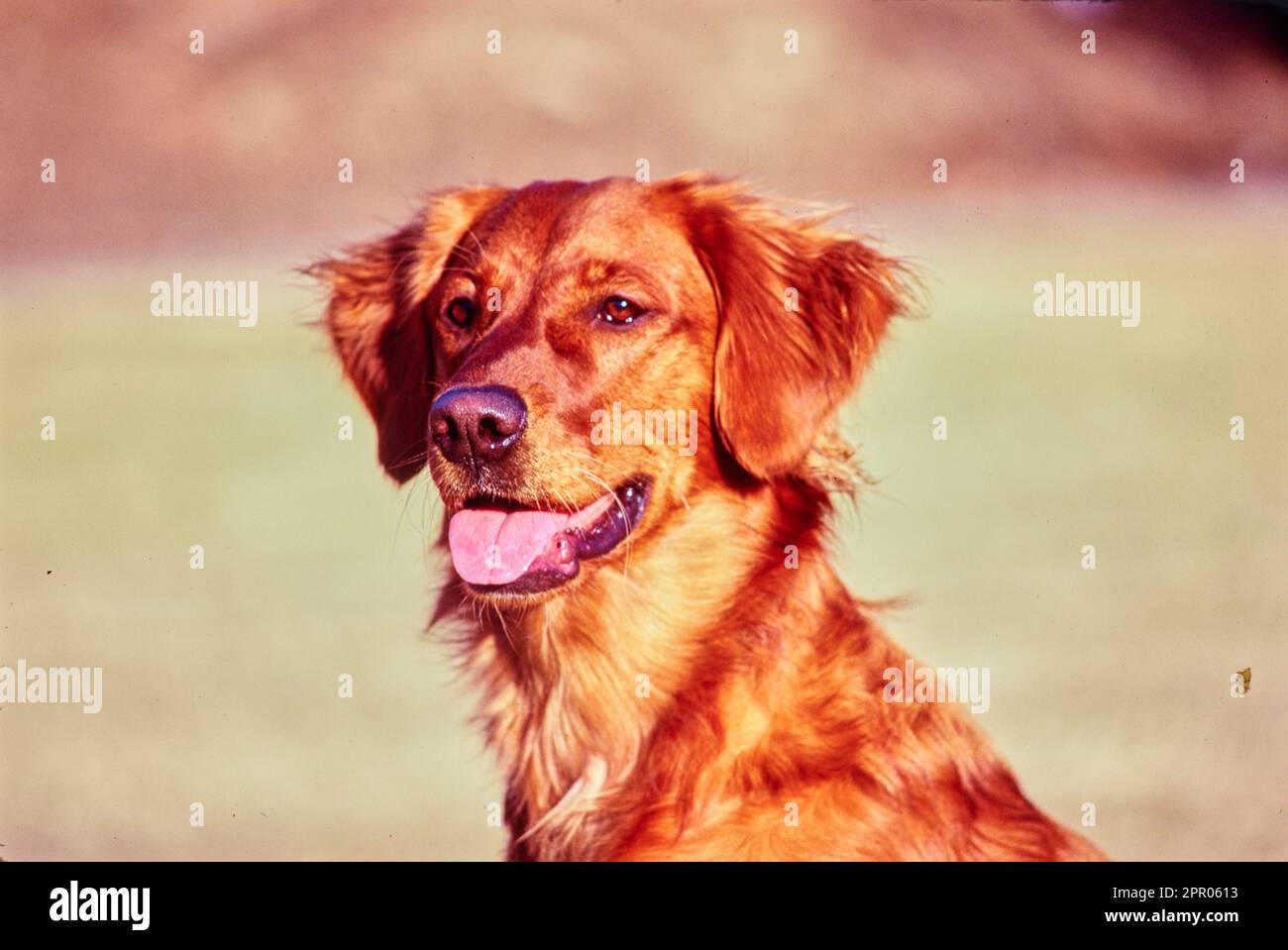 Gros plan du Golden Retriever face à l'extérieur avec la bouche ouverte Banque D'Images