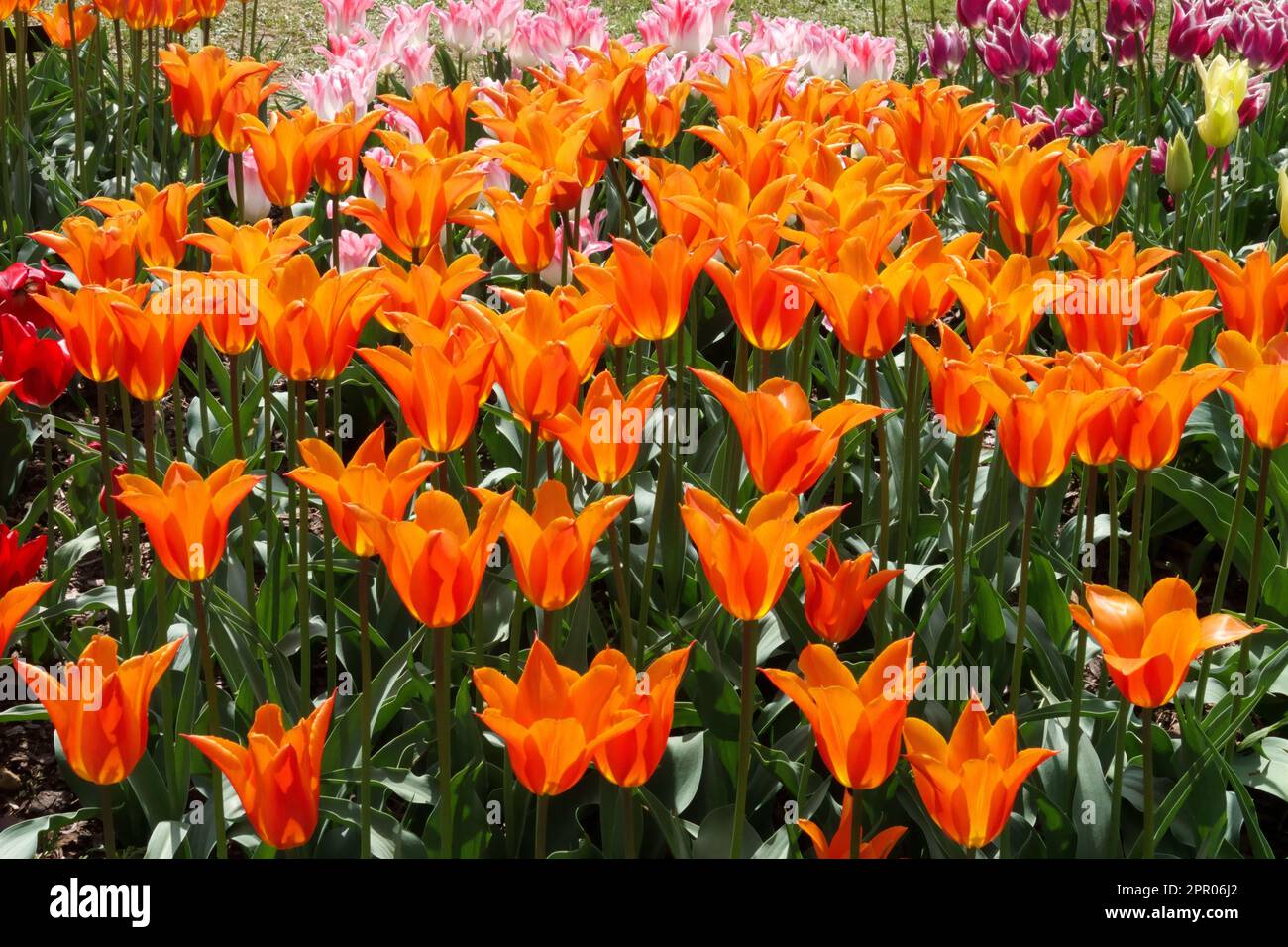 Tulipe à fleurs de Lily, Tulipa 'Ballerina', tulipes orange Ballerina Banque D'Images