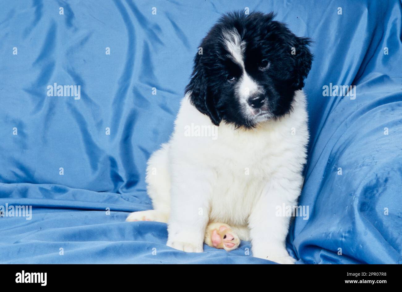 Chiot de Terre-Neuve assis sur une couverture bleue sur le canapé Banque D'Images Chiot de Terre-Neuve assis sur une couverture bleue sur le canapé Banque D'Images