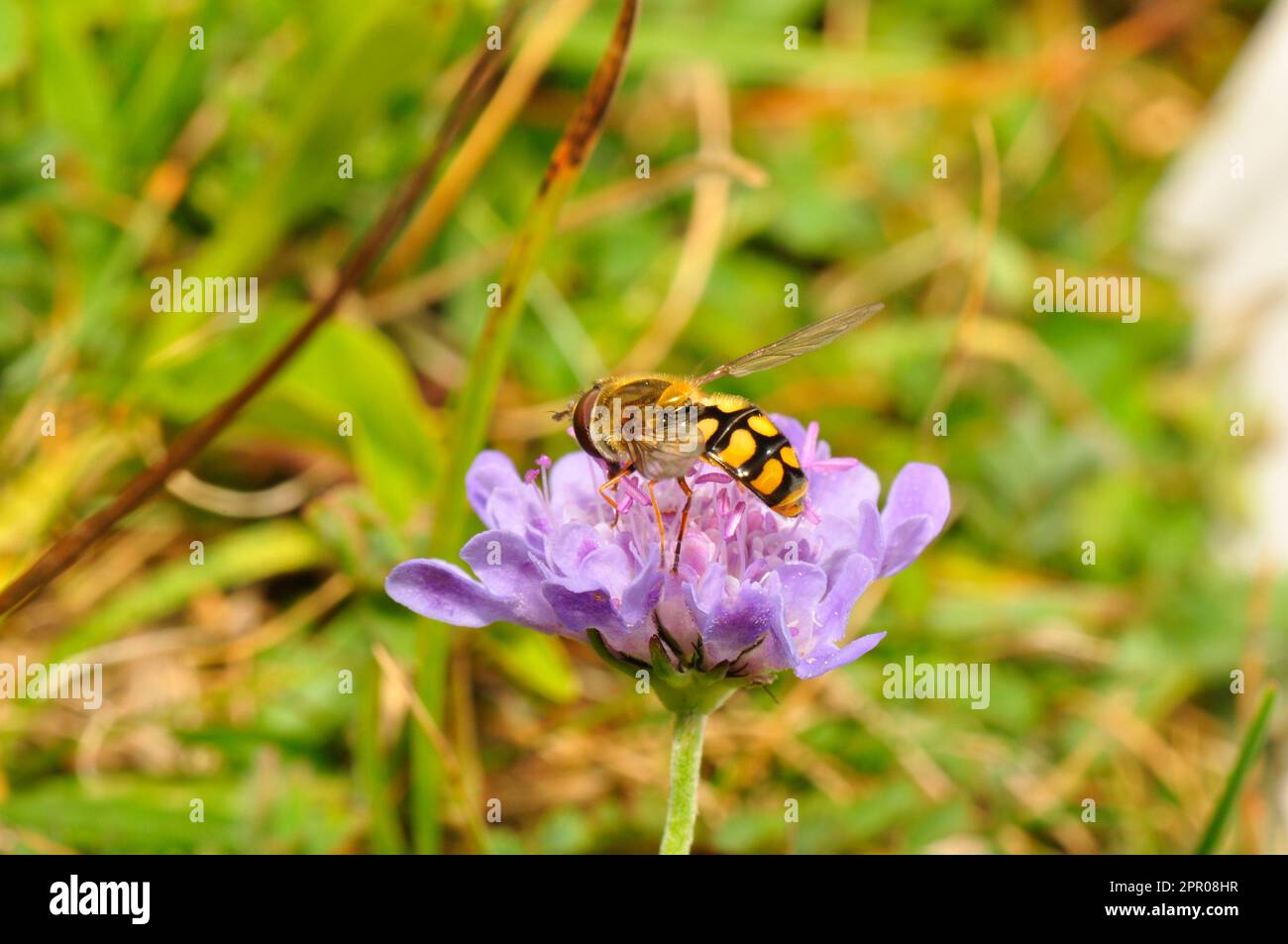 La femelle vole en vol stationnaire, 'Syrphus ribeshi', sur un champ scabieux 'Scabiosa arvensis' dans les prairies sur les Wiltshire Downs .Sunny Day en milieu d'été. Banque D'Images