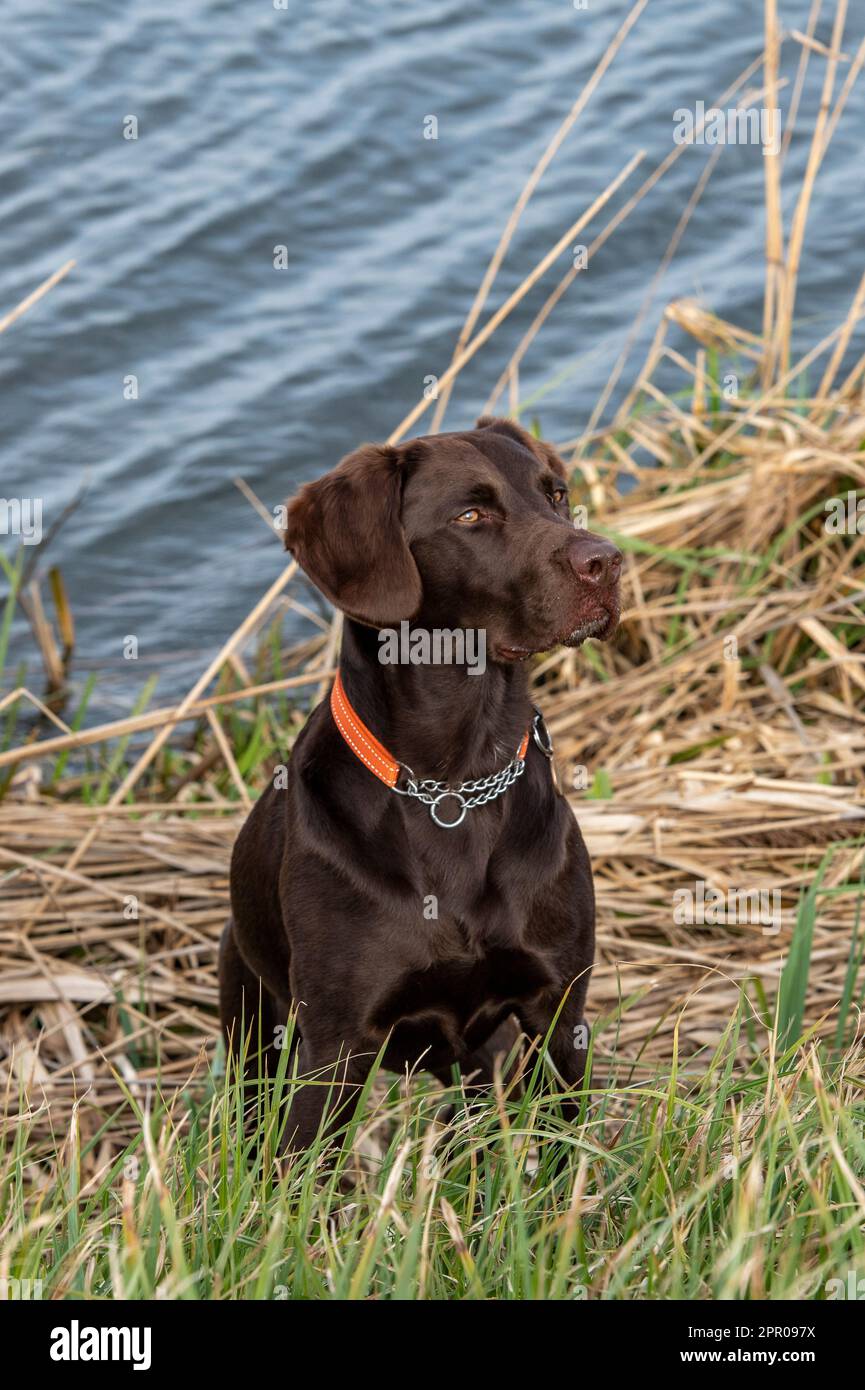 chocolate labrador retriever, gungg, labradinger, springerdor, springador, mignon, chien de travail, chien attentif, chien beau, chien au bord de l'eau. Banque D'Images