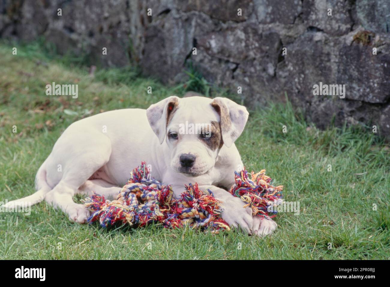 Chien Bulldog américain dans l'herbe avec le jouet Banque D'Images