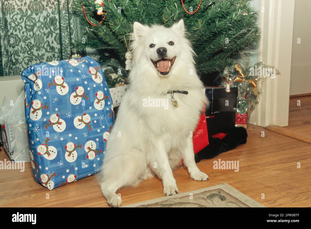 Joyeux chien esquimau américain assis devant des cadeaux de vacances sous l'arbre de Noël Banque D'Images