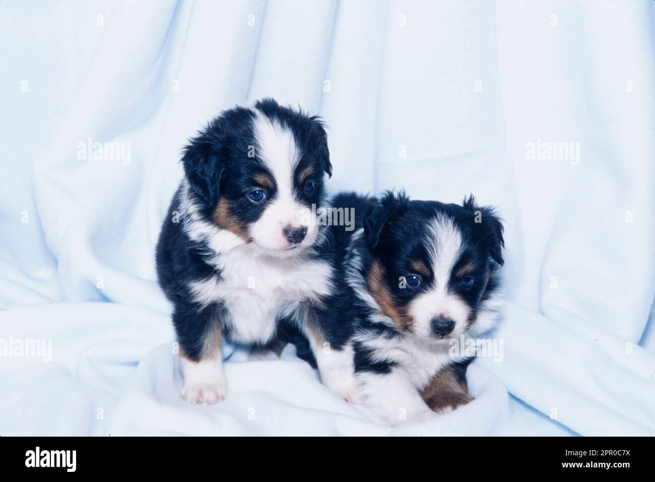 Chiots de berger australien mignons assis sur une couverture blanche Banque D'Images