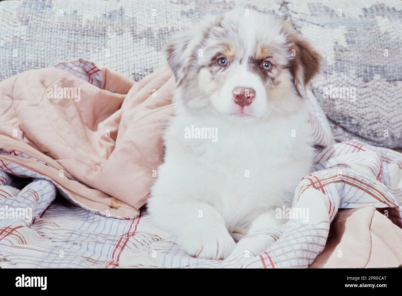 Chiot Berger australien assis dans une couverture sur le canapé Banque D'Images Chiot Berger australien assis dans une couverture sur le canapé Banque D'Images