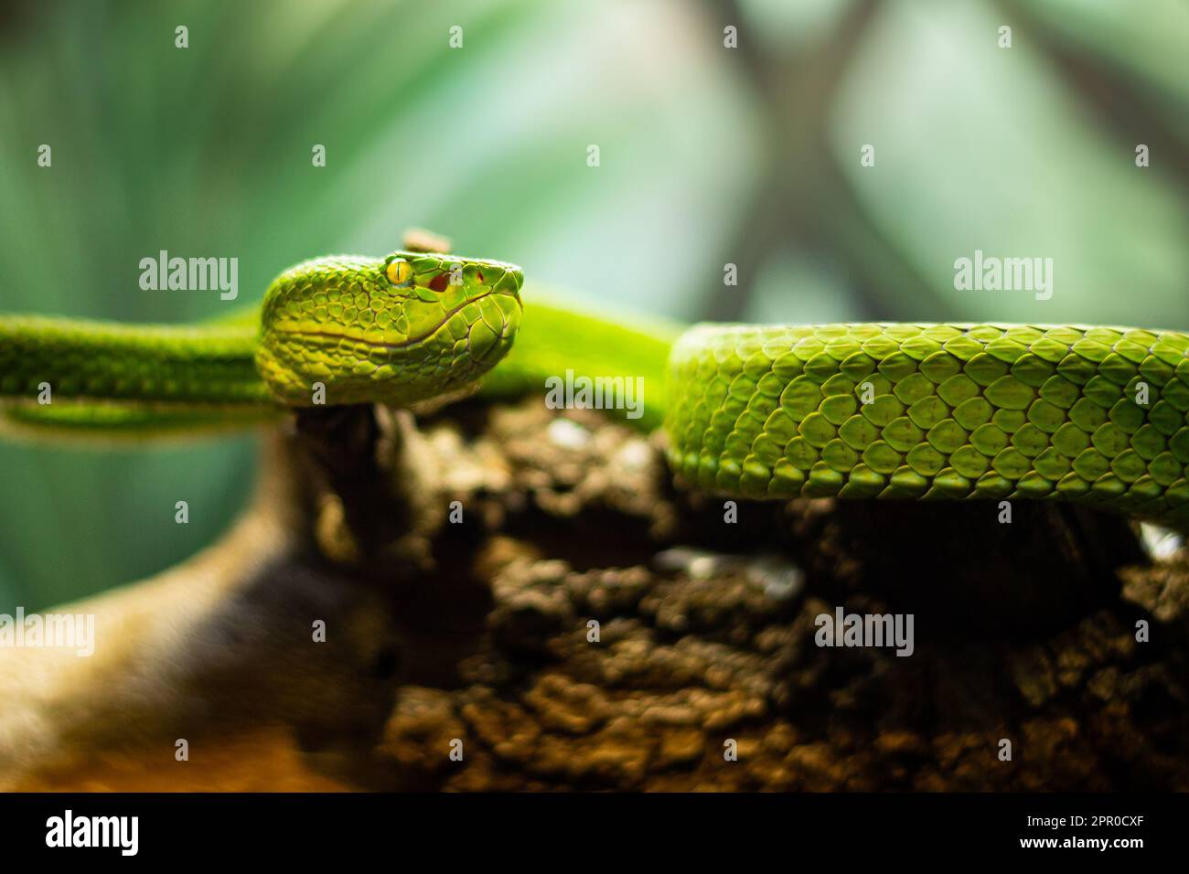Green Pit Viper Snake enroulé sur une branche d'arbre avec des yeux jaunes et un foyer peu profond Banque D'Images