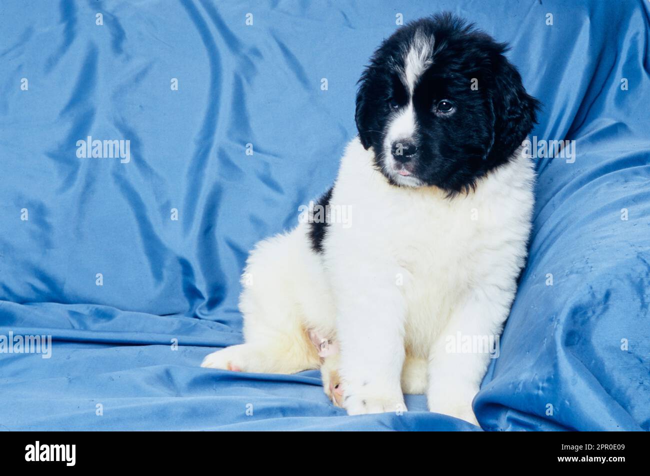 Mignon chiot de Terre-Neuve assis sur une couverture bleue sur le canapé Banque D'Images Mignon chiot de Terre-Neuve assis sur une couverture bleue sur le canapé Banque D'Images
