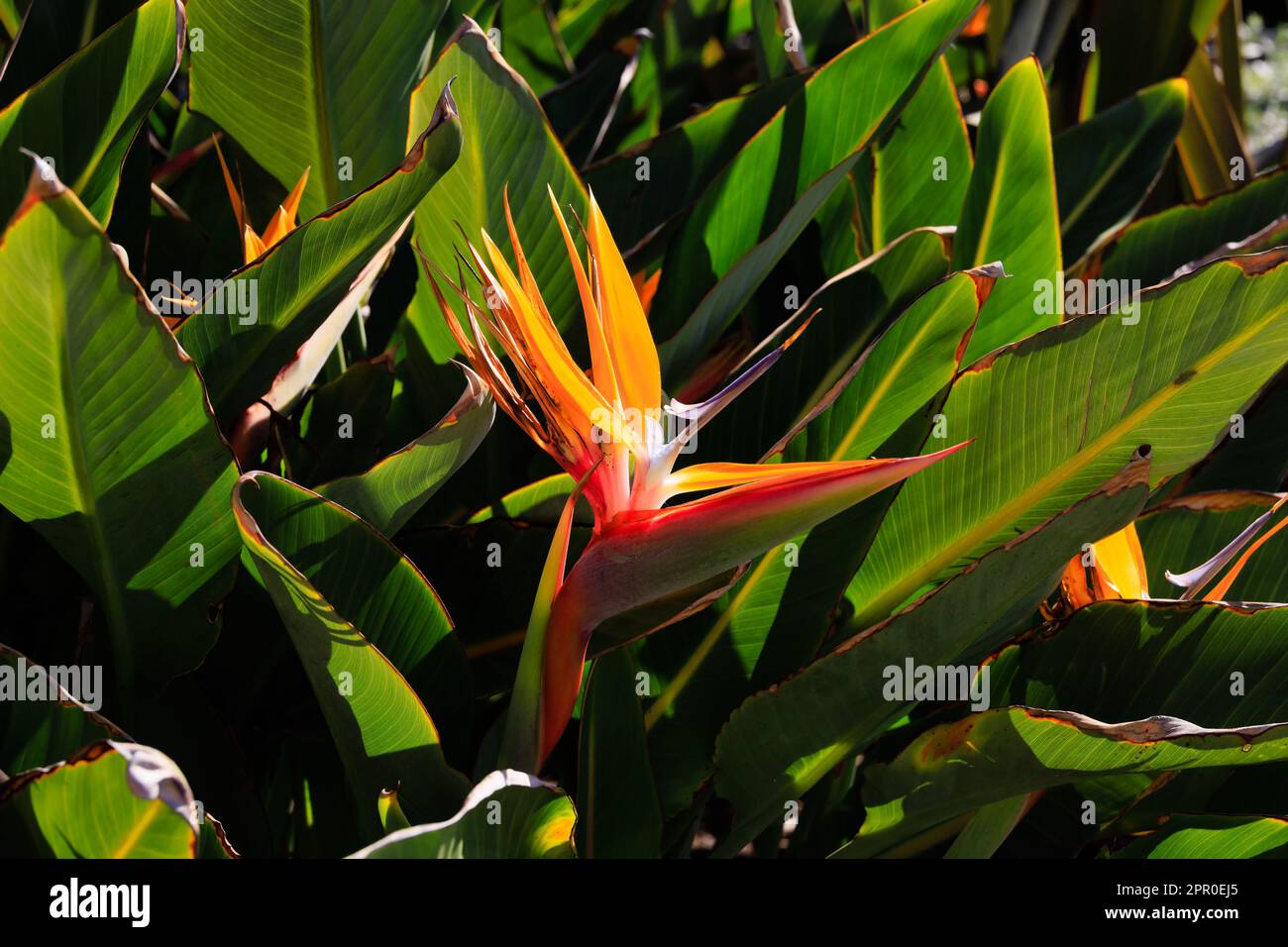 Oiseau de paradis plante, Crane Lily, Strelitzia reginae fleurs à Gibraltar. Le territoire britannique d'outre-mer de Gibraltar, le Rocher de Gibraltar sur le Banque D'Images