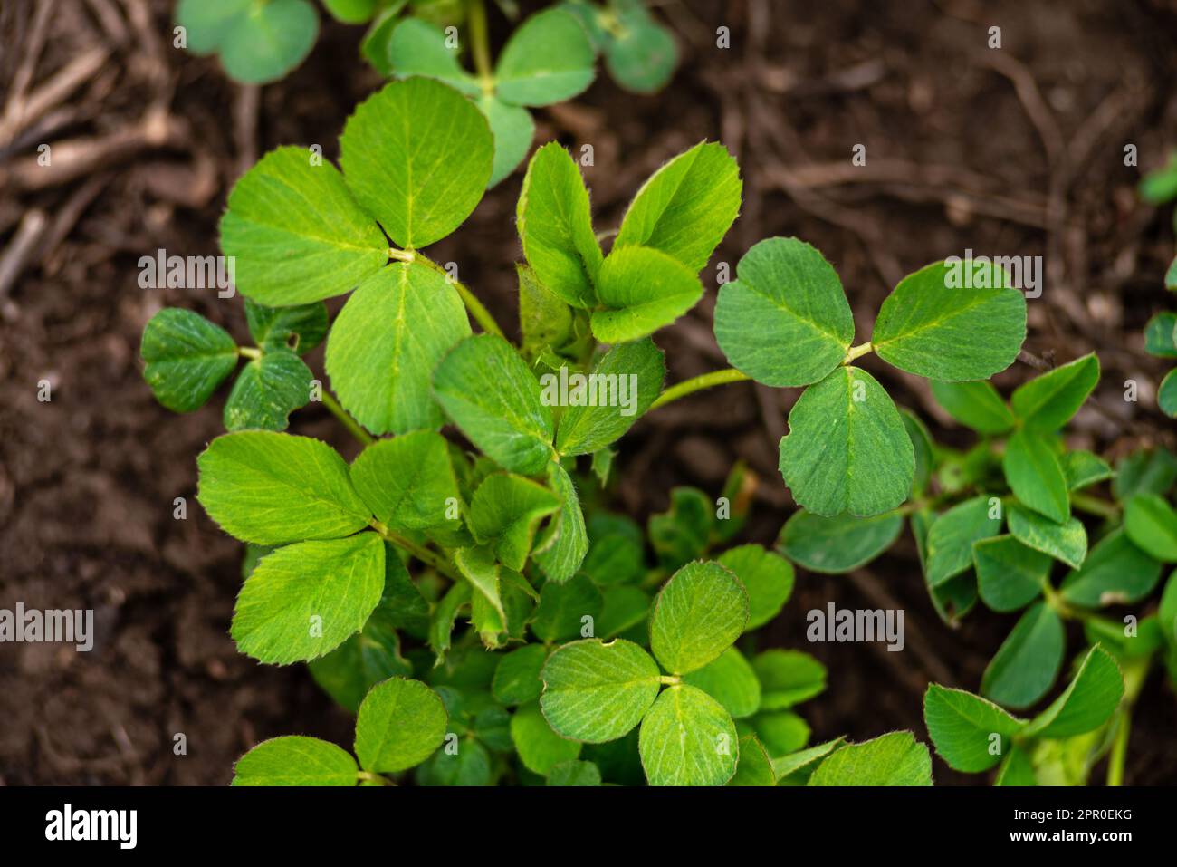 La rosée tombe sur les feuilles de luzerne, le fond vert de la nature et la culture de l'herbe dans le jardin ferme de printemps Medicago sativa jeune macro Banque D'Images