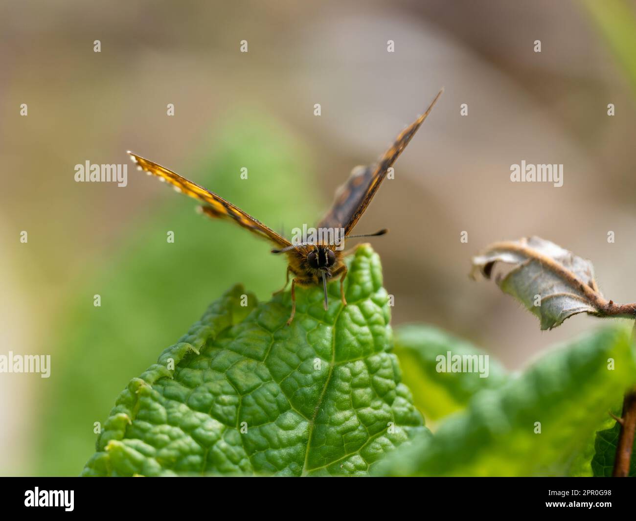 Duc de Bourgogne papillon sur une Primrose Banque D'Images
