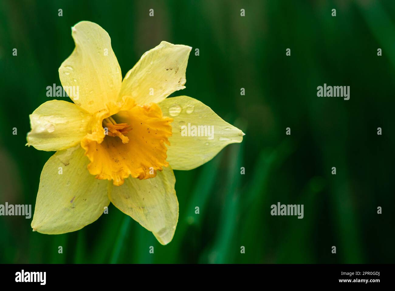 Gros plan de la fleur de jonquille jaune. Grand Daffodil Carlton, avec six pétales et une couronne centrale en forme de trompette. La délicate couleur jaune doux i Banque D'Images