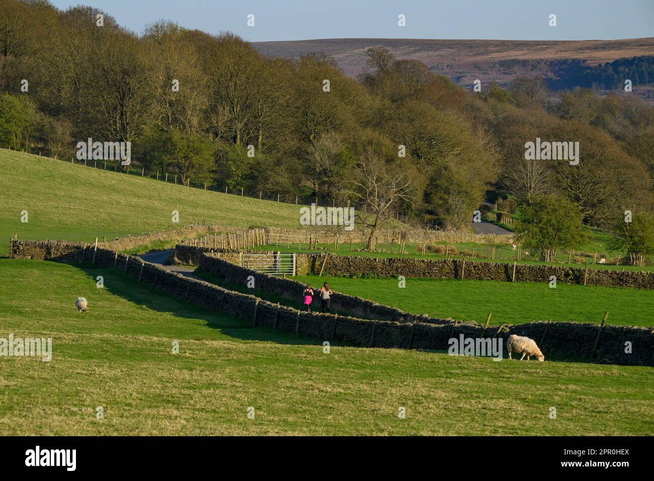 Femmes (joggeurs féminins) sur une route de campagne entourée de murs en pierre sèche et de moutons parés, pittoresque et ensoleillée - Addingham, West Yorkshire, Angleterre Banque D'Images