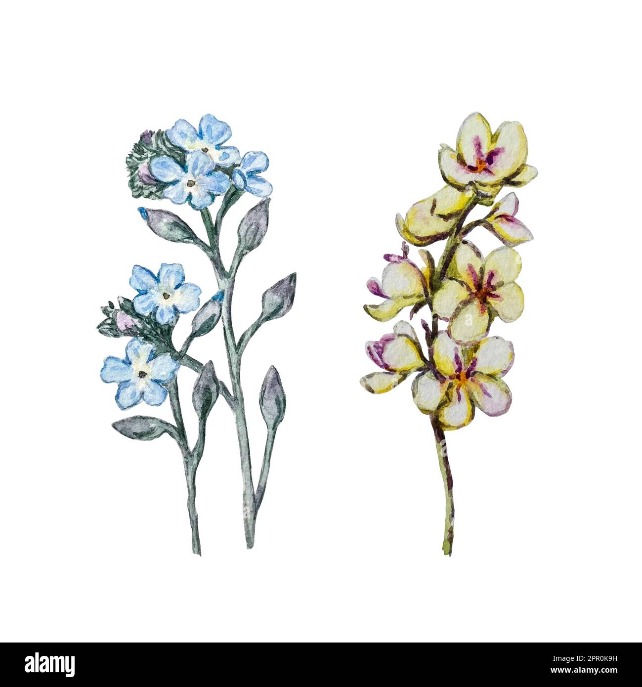 Ensemble d'illustrations aquarelles de Forget Me Not et mullein Banque D'Images