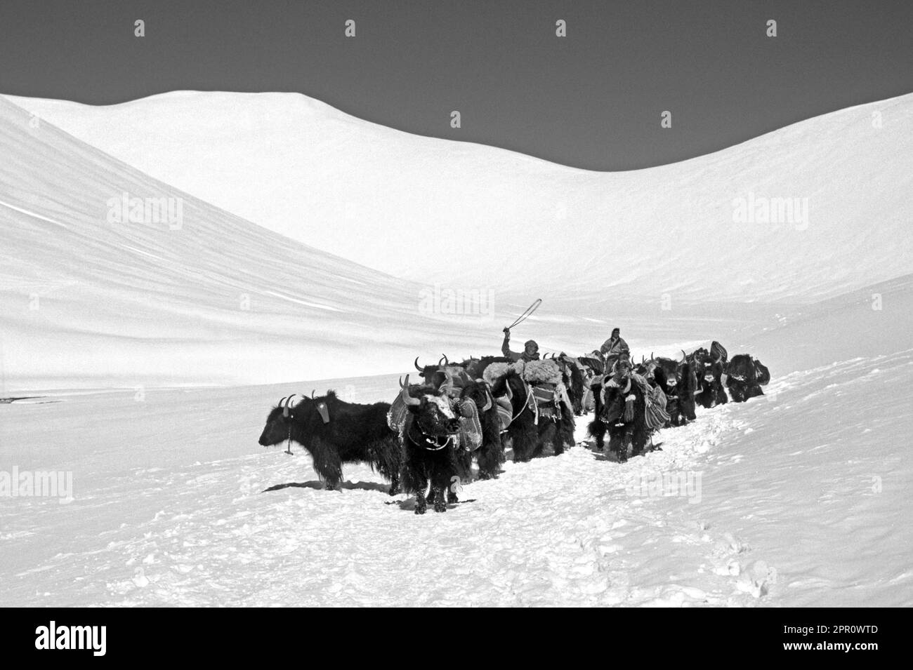 Un Drokpa avec un troupeau de yak chargé de sel traverse le col de Lar GEH près du lac Namtso - Tibet Banque D'Images