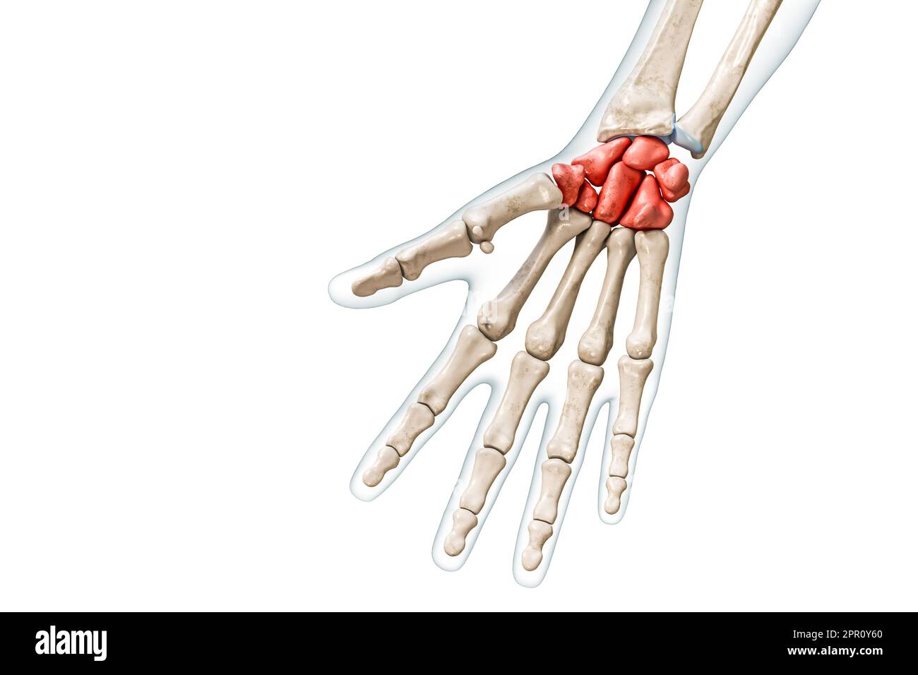 Charpels os de couleur rouge avec corps 3D illustration de rendu isolée sur blanc avec espace de copie. Squelette humain, anatomie de la main et du poignet, diagnostic médical Banque D'Images