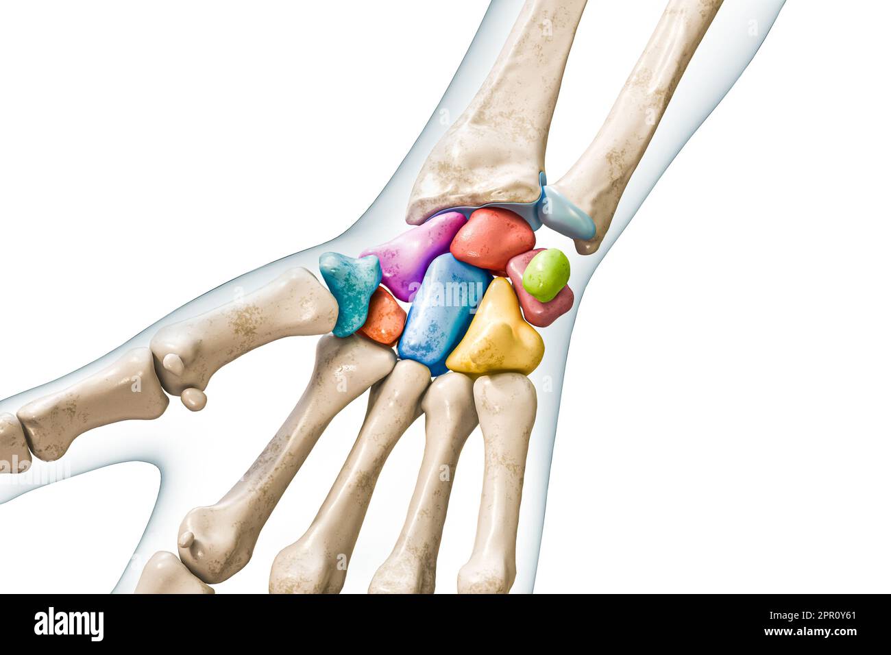 OS carpien marqué de couleurs avec corps 3D illustration de rendu isolée sur blanc avec espace de copie. Squelette humain, anatomie des mains et des poignets, médical Banque D'Images
