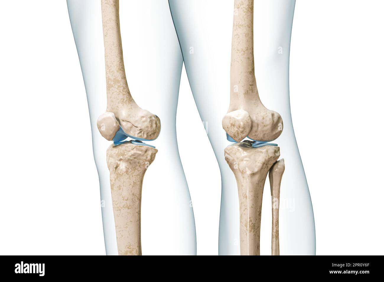 OS du genou avec contours du corps 3D rendu de l'illustration isolée sur blanc avec espace de copie. Anatomie du squelette humain, schéma médical, ostéologie, squelette Banque D'Images