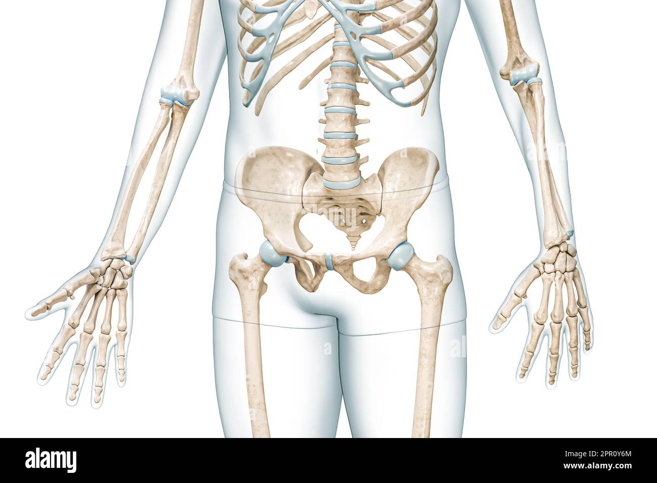 OS pelvis ou ceinture pelvienne vue avant avec corps 3D illustration de rendu isolée sur blanc avec espace de copie. Anatomie du squelette humain, diagra médical Banque D'Images