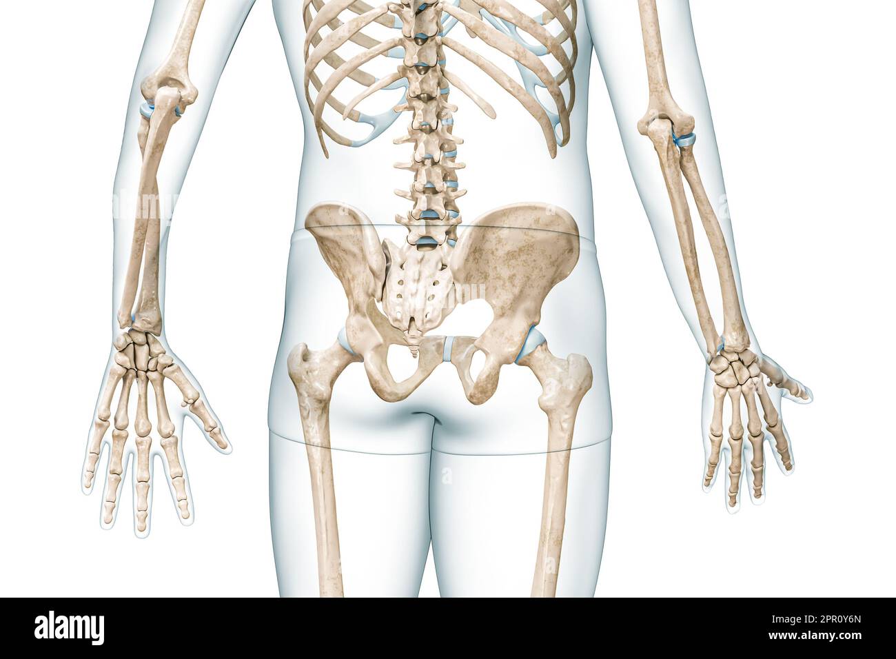 OS pelvis ou ceinture pelvienne vue arrière avec corps 3D illustration de rendu isolée sur blanc avec espace de copie. Anatomie du squelette humain, schéma médical Banque D'Images