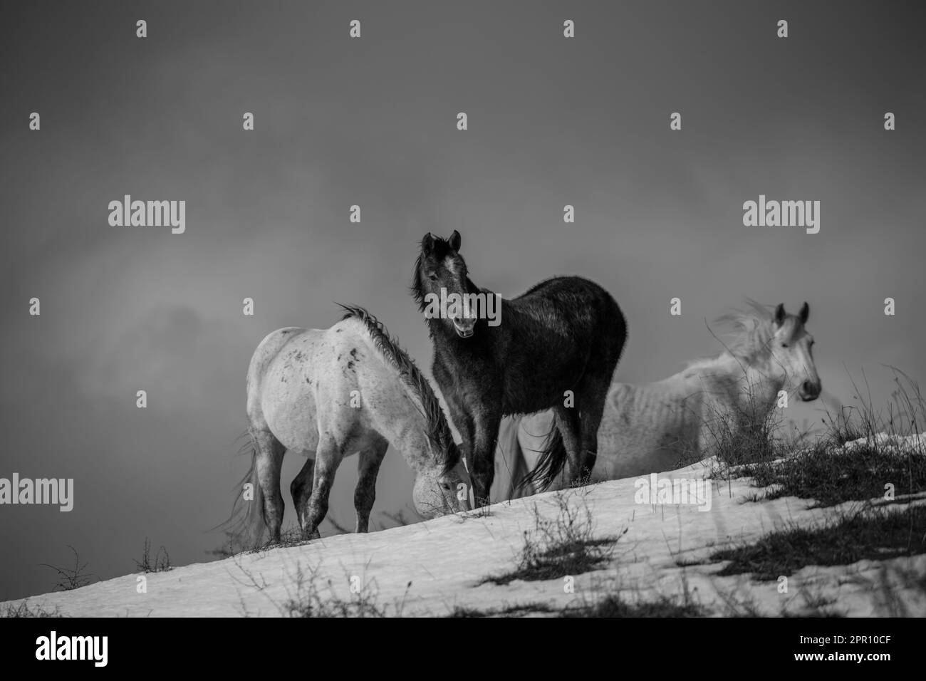 Ces magnifiques chevaux sauvages vivent en Italie gratuitement à jamais Banque D'Images