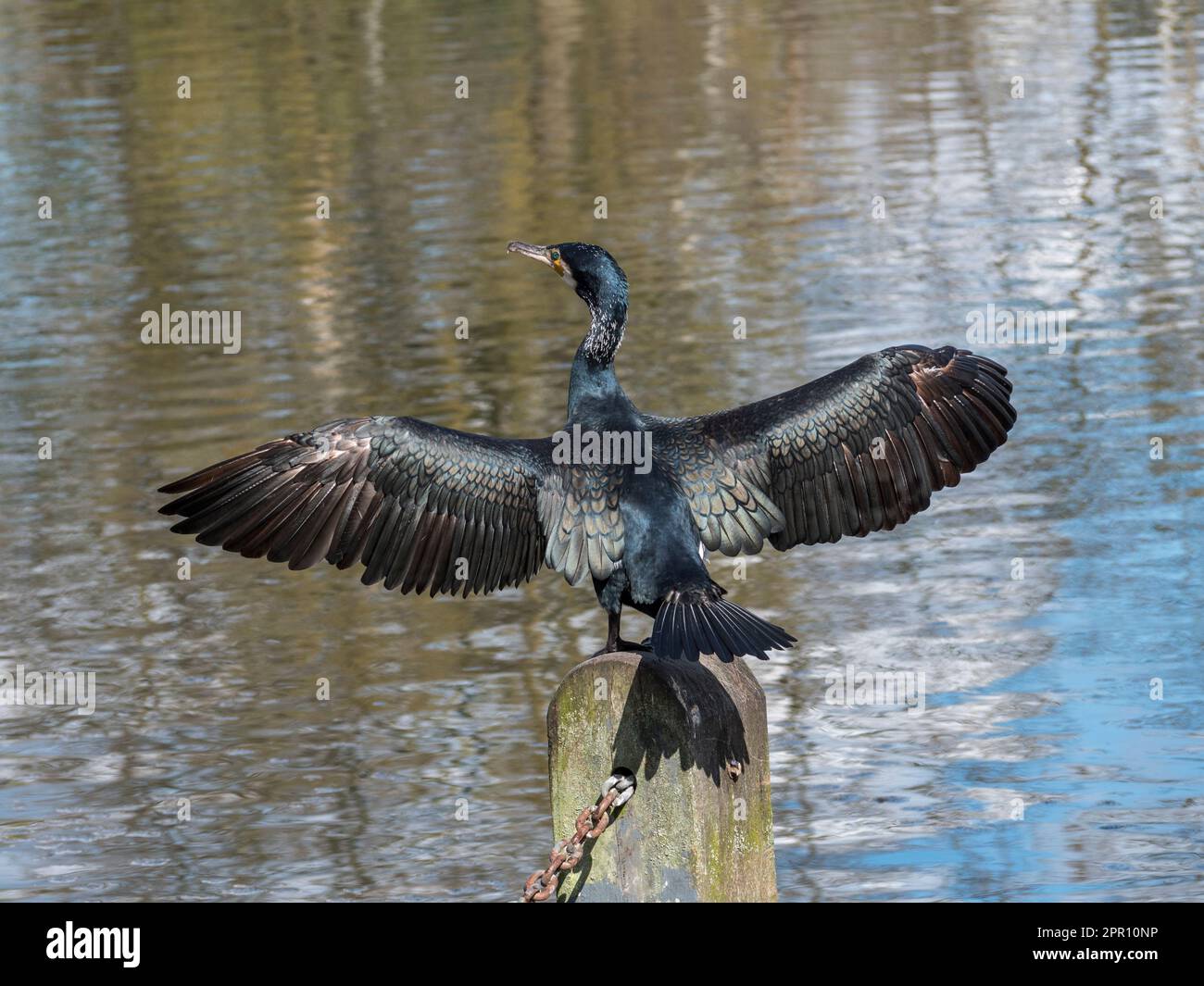 Un grand Cormorant (Phalacrocorax carbo) séchant ses ailes au soleil, le Serpentine, Kensington Garden, Londres, Royaume-Uni. Banque D'Images