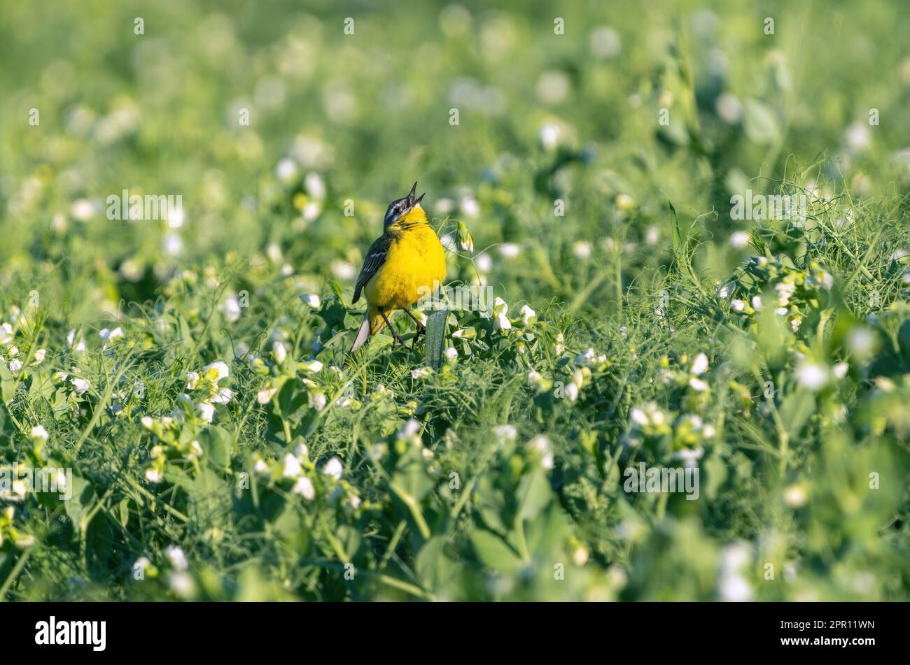 Wild Western Yellow Wagtail se trouve sur un champ de pois fleuris et chante Banque D'Images