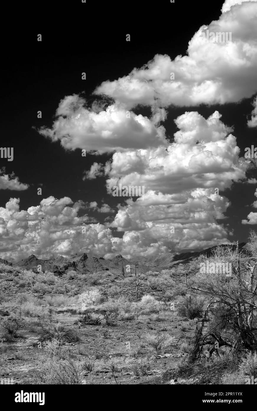 Le désert de Sonora dans le centre de l'Arizona aux États-Unis Banque D'Images