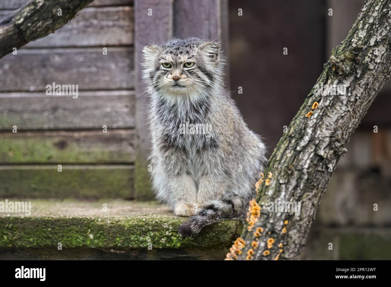 Chat de Pallas - Otococobus manul - reposant sur une véranda en pierre Banque D'Images