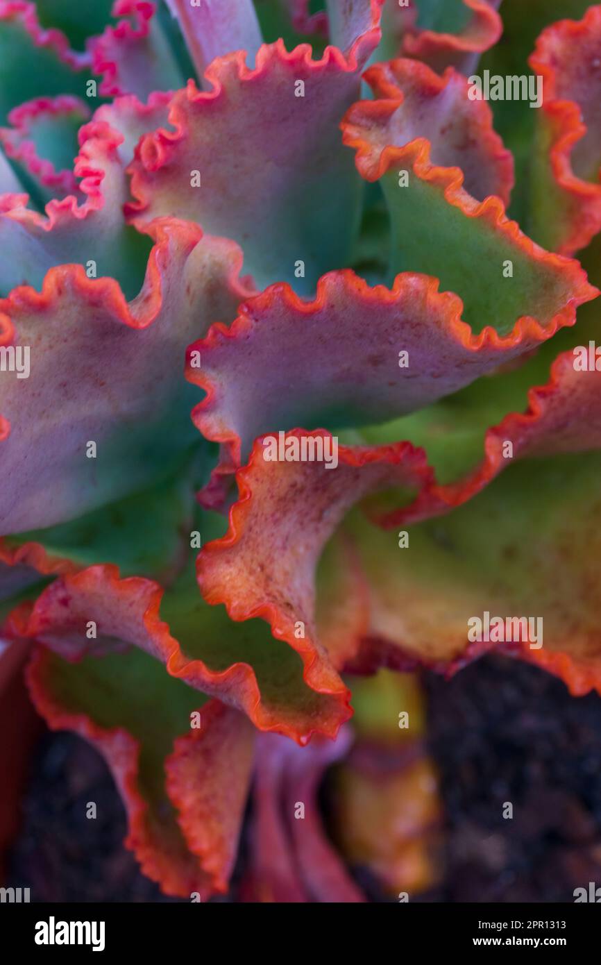 Un arrière-plan Echeveria brillant et coloré de près Banque D'Images