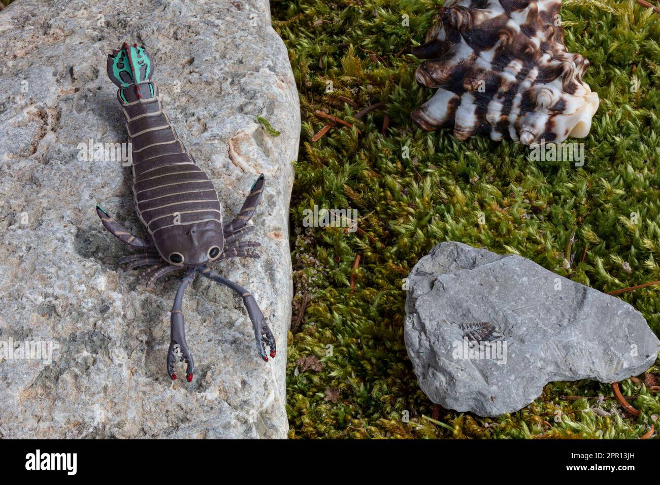Pterygotus (par Kaiyodo) était un redoutable scorpion de la fin du Silurien et du début du Dévonien, de 428 à 391 m.y.a. Banque D'Images