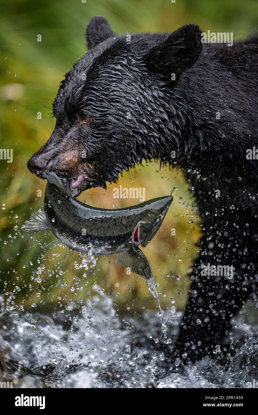 Pêche à l'ours noir Banque D'Images