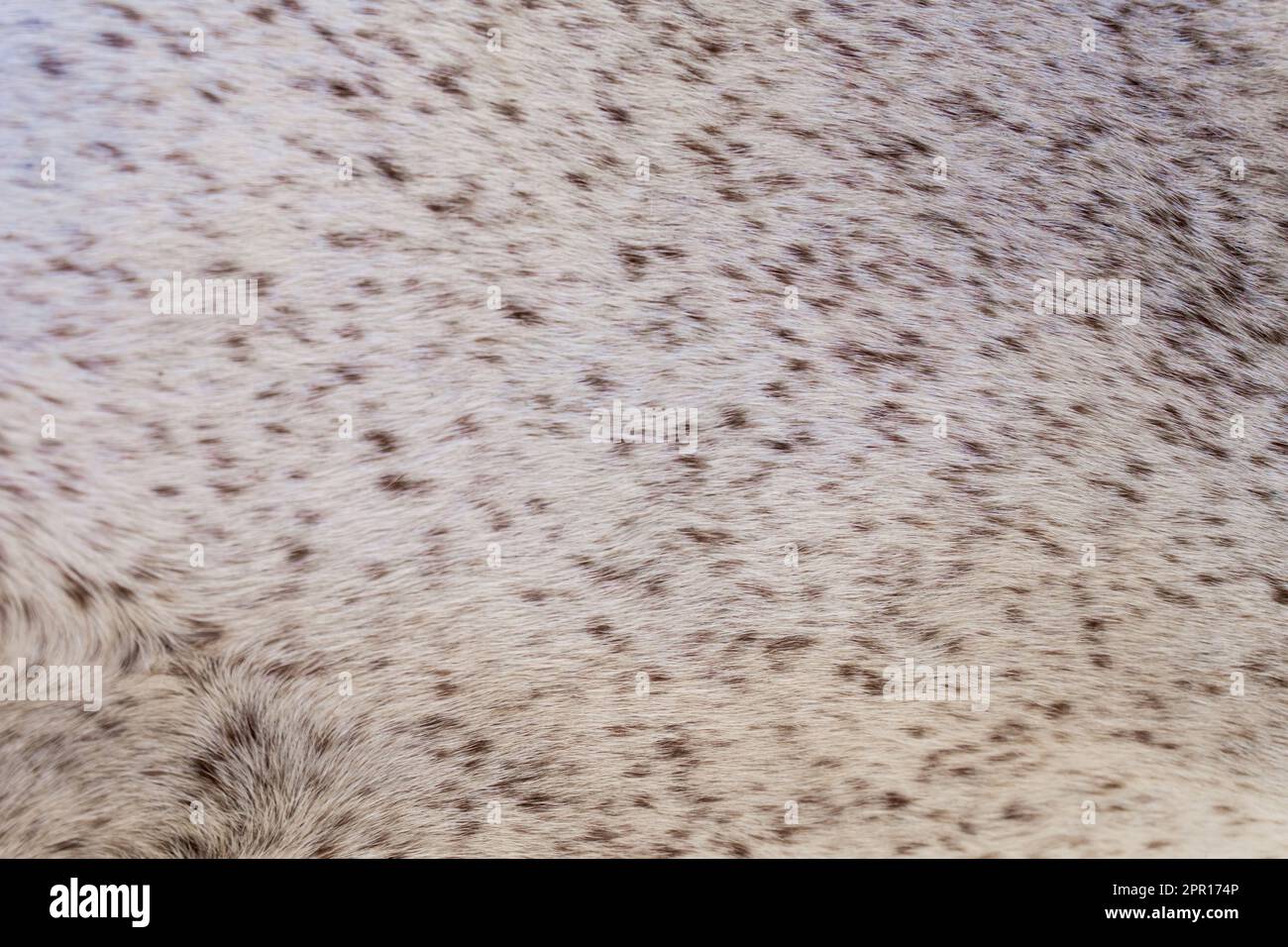 Petite fourrure légère avec de minuscules taches brunes, arrière-plan animal Banque D'Images
