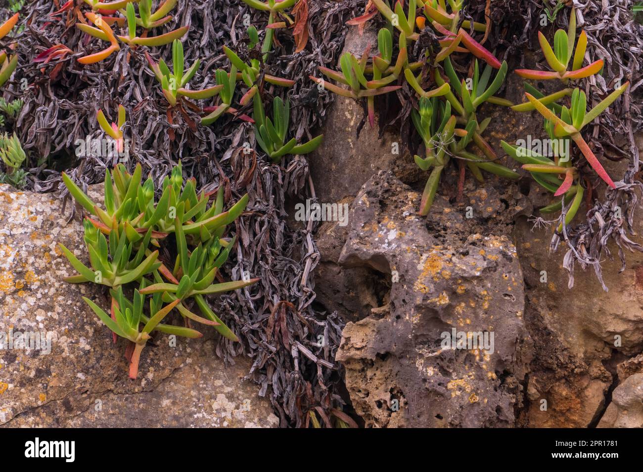 Des pousses vertes et roses de succulents sur les rochers rapprochent Banque D'Images