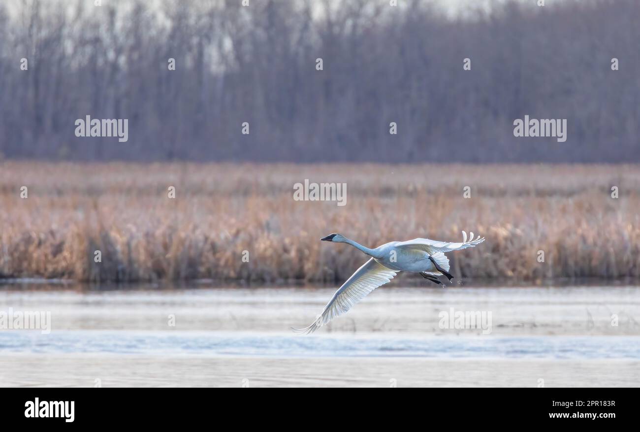 Un cygne trompette solitaire survolant un marais local au début du printemps Banque D'Images