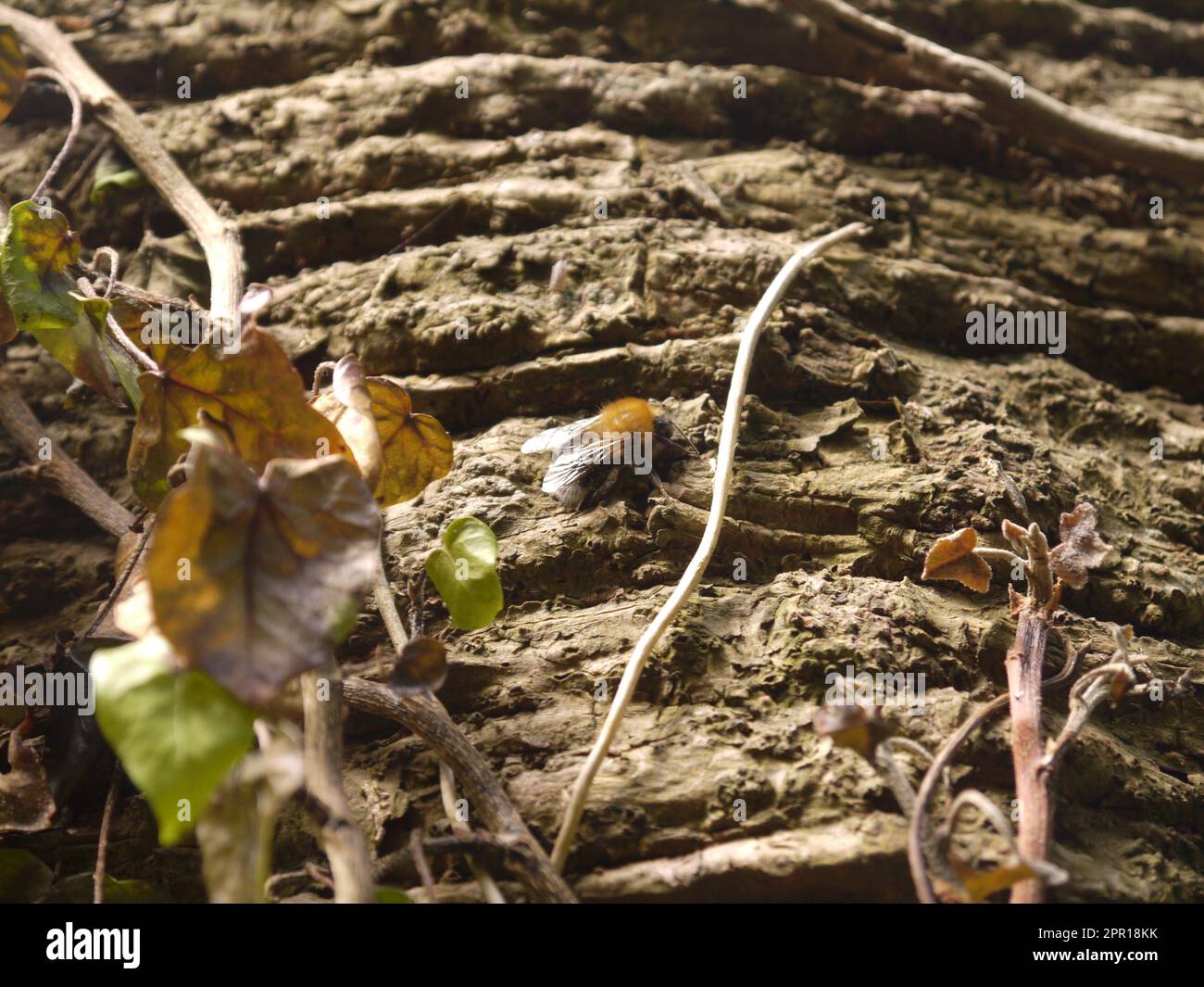 Un arbre Bumblebee (Bombus hypnorum) reposant sur l'écorce dans les bois aux Jardins perdus de Heligan - juin 2019 Banque D'Images
