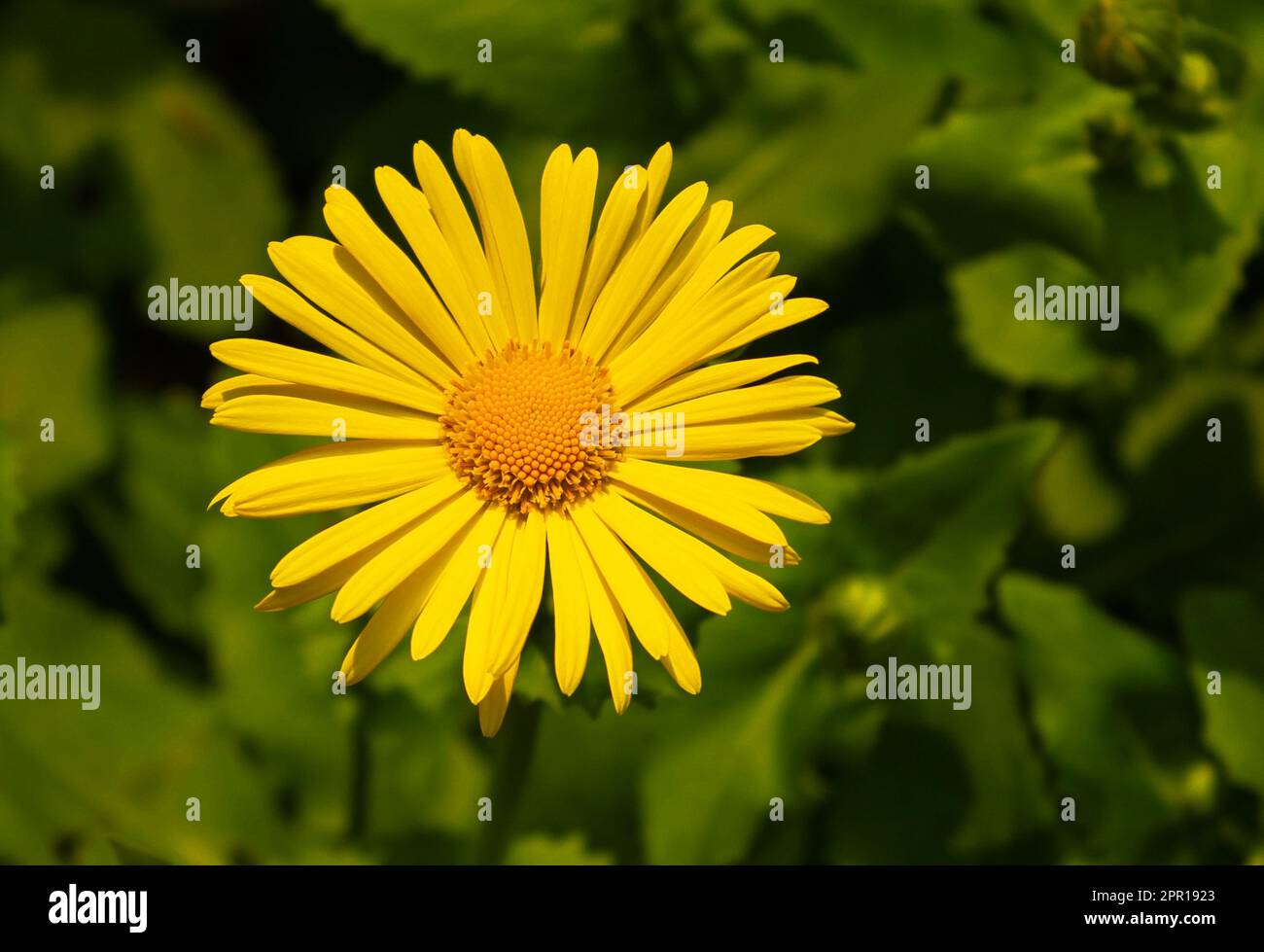Doronicum orientale - le fléau du léopard, fleur de printemps jaune de Marguerite. Belle petite Leo jaune (Doronicum orientale) fleurs dans le jardin avec Banque D'Images