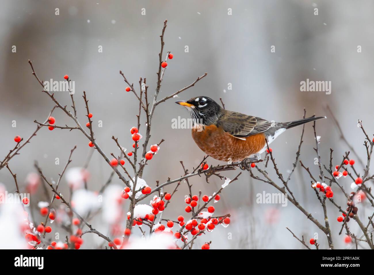 Le Robin américain se nourrissant de Winterberry, Ilex verticillata, après une chute de neige fraîche dans le centre du Michigan, aux États-Unis Banque D'Images