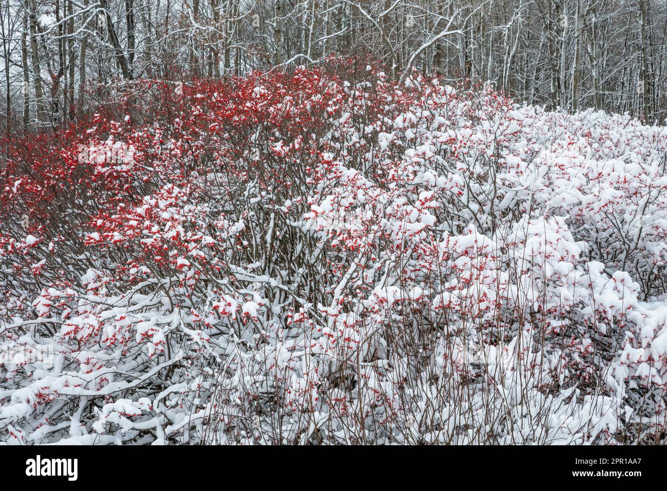 Winterberry, Ilex verticillata, arbustes; la moitié des baies exposées par les ailes d'un troupeau d'ailes de cèdre dans le centre du Michigan, États-Unis Banque D'Images
