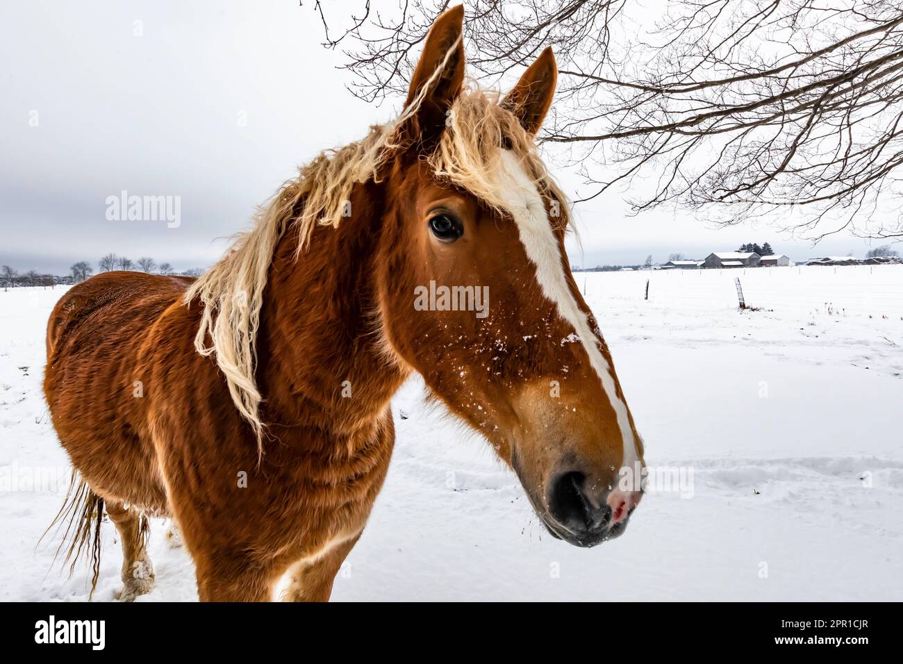 Amish cheval belge après une tempête de neige dans le centre du Michigan, aux États-Unis Banque D'Images