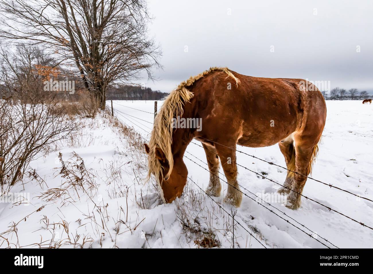 Amish cheval belge après une tempête de neige dans le centre du Michigan, aux États-Unis Banque D'Images