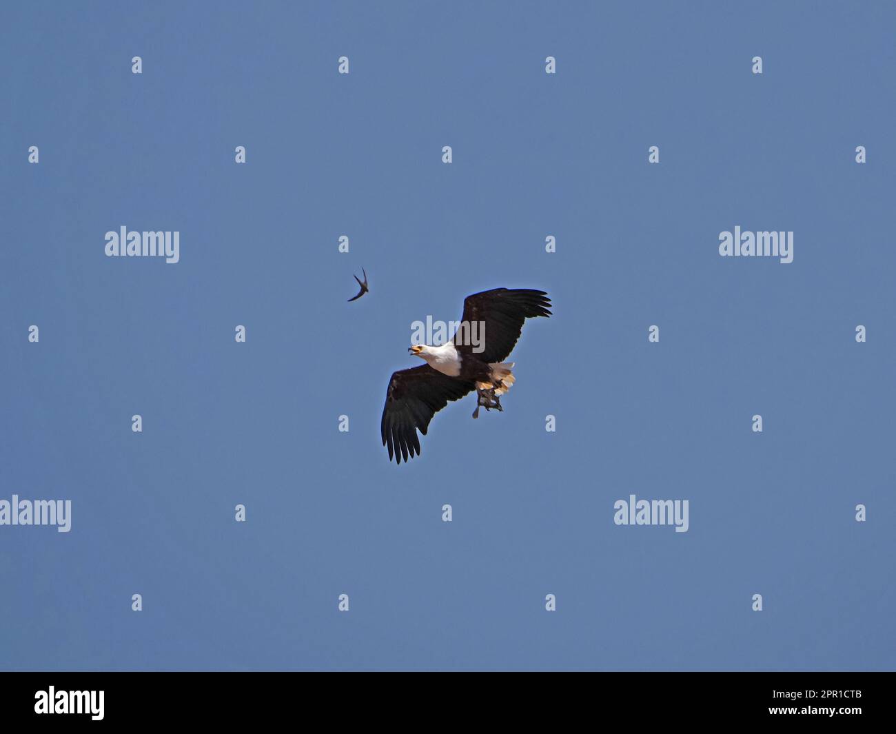 Aigle à poissons africains (Haliaeetus chemifer) en vol transportant des proies dans des talons emmenés par SWIFT - Galana, Kenya, Afrique Banque D'Images