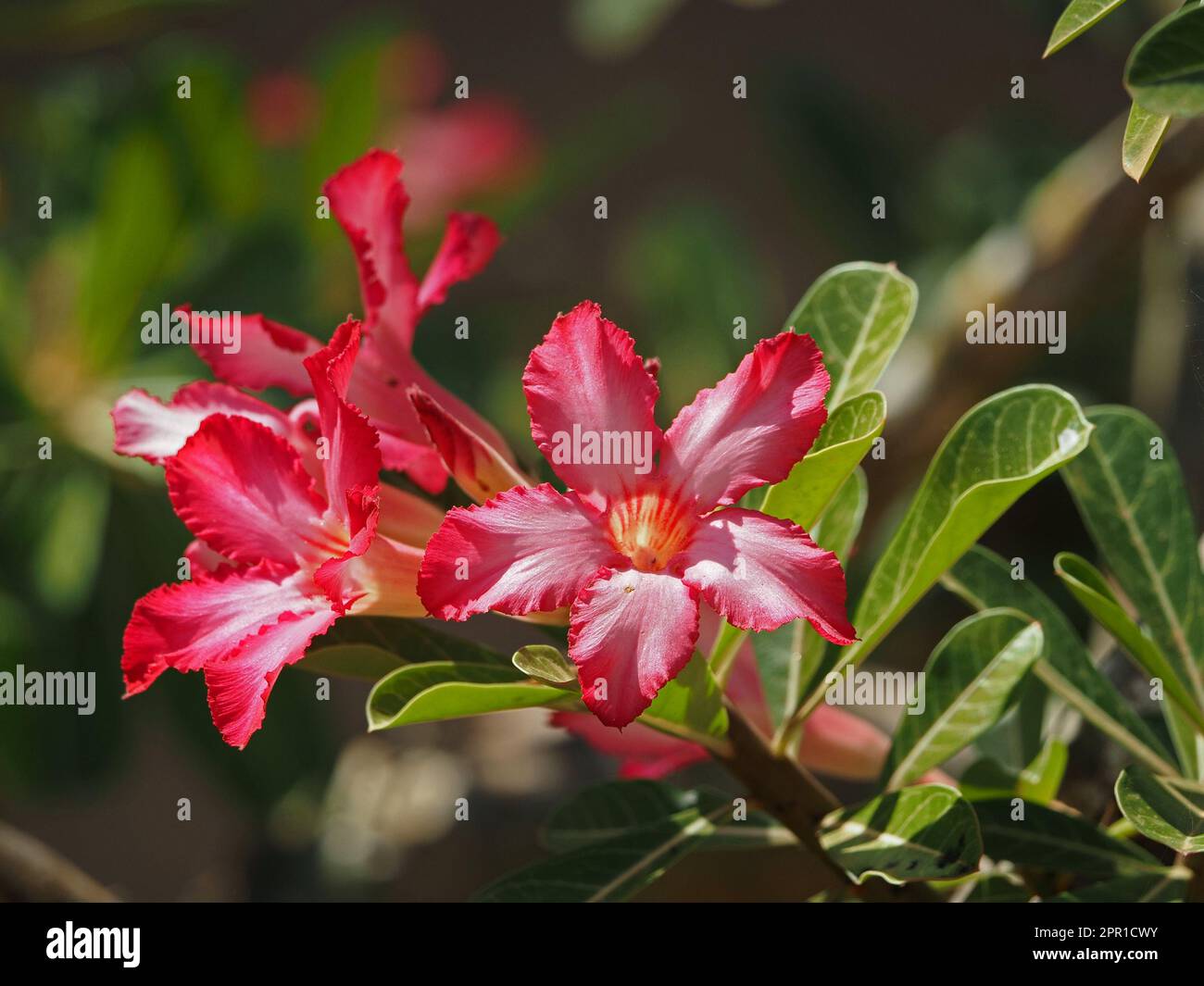 Fleur de carmin brillante de Rose du désert toxique (Adenium obesum) cultivée dans un jardin ornemental au Kenya, en Afrique Banque D'Images